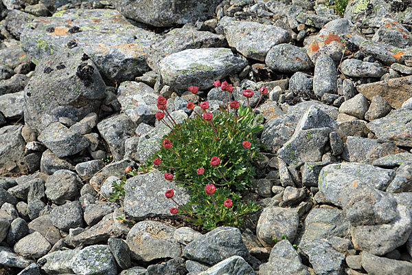 Gletscher-Hahnenfuß