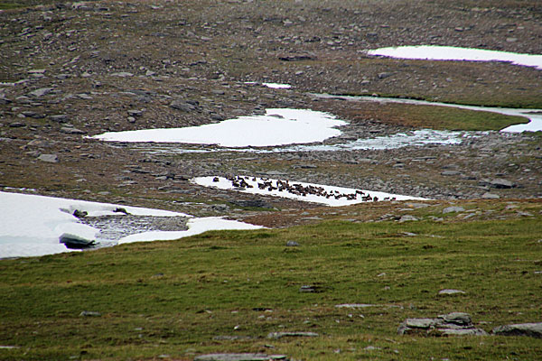 Rentiere auf einem Schneefeld