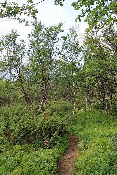 Fjällbirkenwald