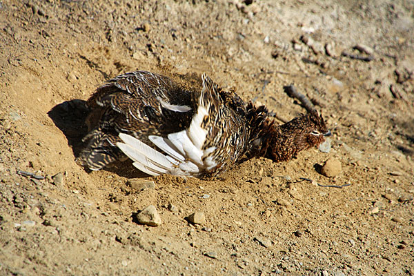 Schneehuhn beim Sandbad