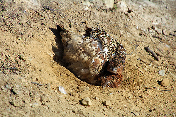 Schneehuhn beim Sandbad