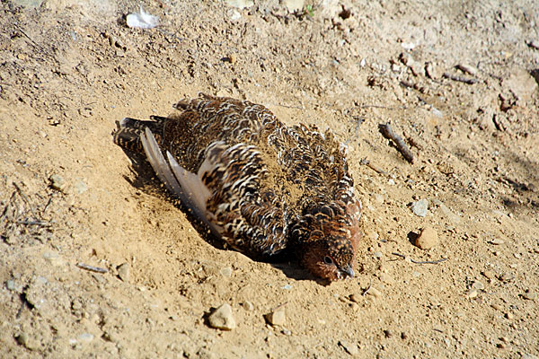 Schneehuhn beim Sandbad