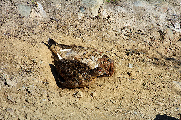 Schneehühner beim Sandbad