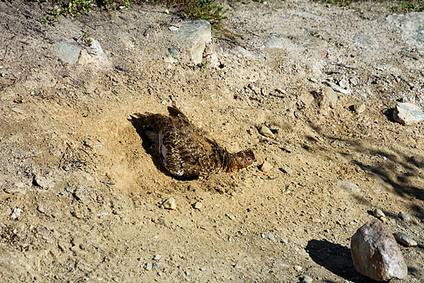 Schneehuhn beim Sandbad