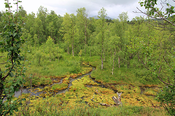 Bach mit farbigen Moosen