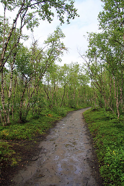 Kungsleden
