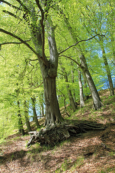 Padborger Wald