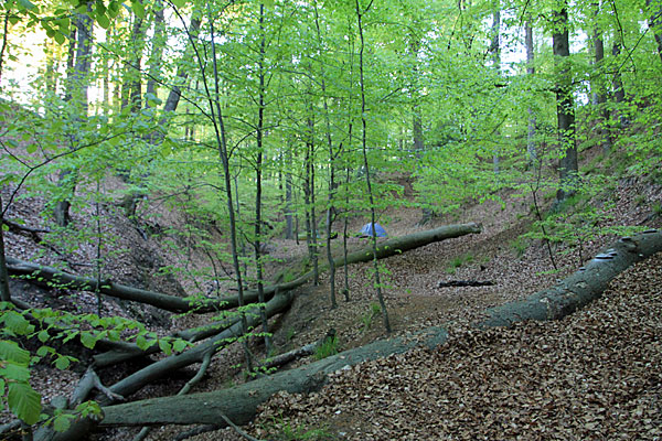 Kollund Skov Teltplads