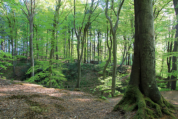 Im Kollund Skov