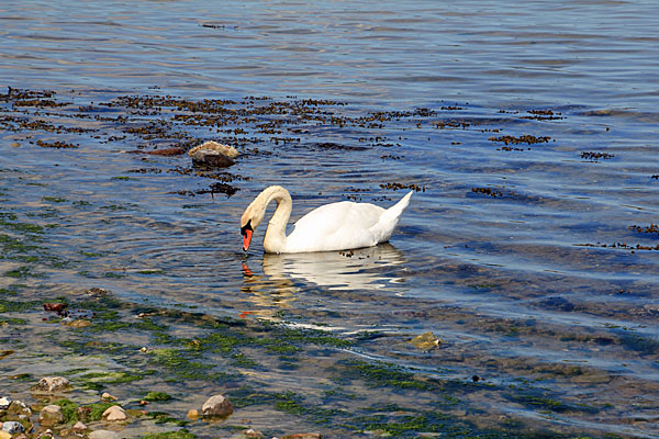 Schwan