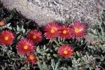 Blüten