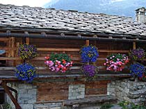 Alpenzu Grande