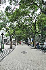 Strassenbäume an der Av. Arriaga