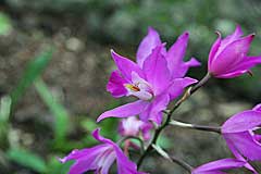 Blüten