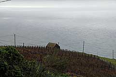 Weinberg bei Loreto