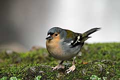 Buchfink