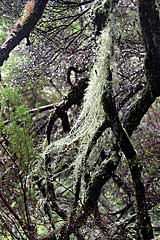 Moos am Baum