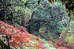 Wir tauchen in den Lorbeerwald von Fanal