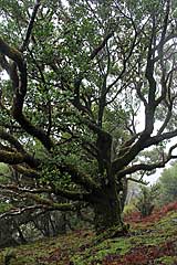 Wie alt mag dieser Lorbeerbaum sein?