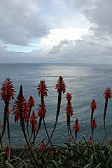 Blühende Aloe Vera
