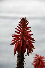 Feuerrote Blüte der Aloe Vera