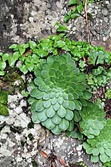 Aeonium