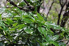 Stinklorbeerbaum