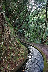 Levada Ribeira da Janela