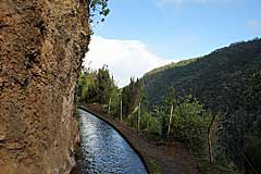 Der Lorbeerwald wird lichter