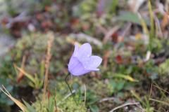 Glockenblume