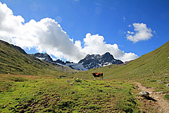 Kuh im Val dal Tschüvel