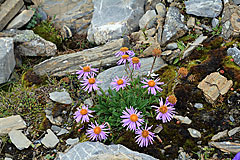 Alpen-Aster