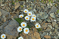 Alpen-Margerite