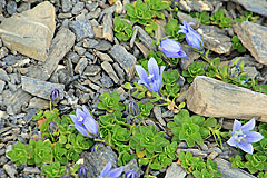 Mont Cenis-Glockenblume