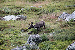 Rentier am Niendooalgge