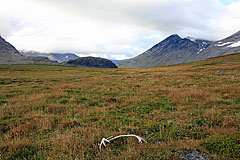 Rentiergeweih im Bierikdalen