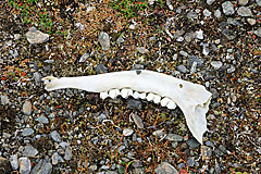 Unterkieferknochen eines Rentiers