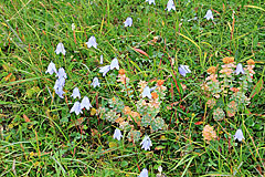 Rundblättrige Glockenblume