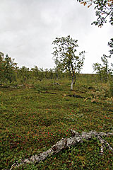 Abstieg zur Njunjesstugan 