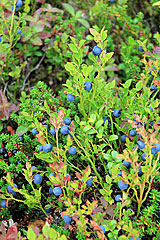 Blaubeeren