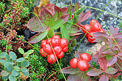 Schwedischer Hartriegel