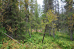 Zeltmöglichkeit am Darreädno