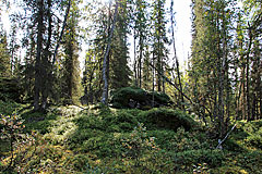 Tingstallstenen-Suche