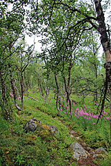 Im Fjällbirkenwald