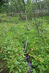 Im Fjällbirkenwald