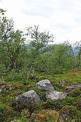 Fjällbirken