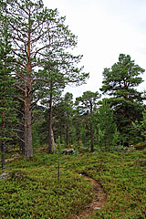 Kiefernwald im Dividalen
