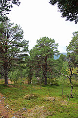 Kiefernwald