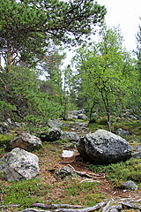 Felsen im Kiefernwald