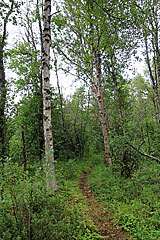 Wald am Divielva